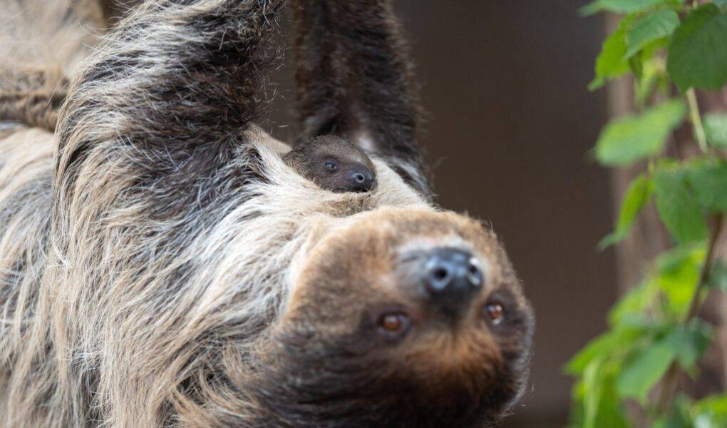© ZooParc de Beauval