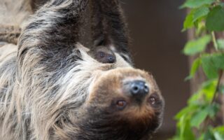 © ZooParc de Beauval