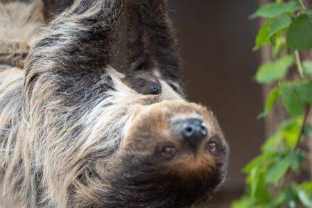 © ZooParc de Beauval