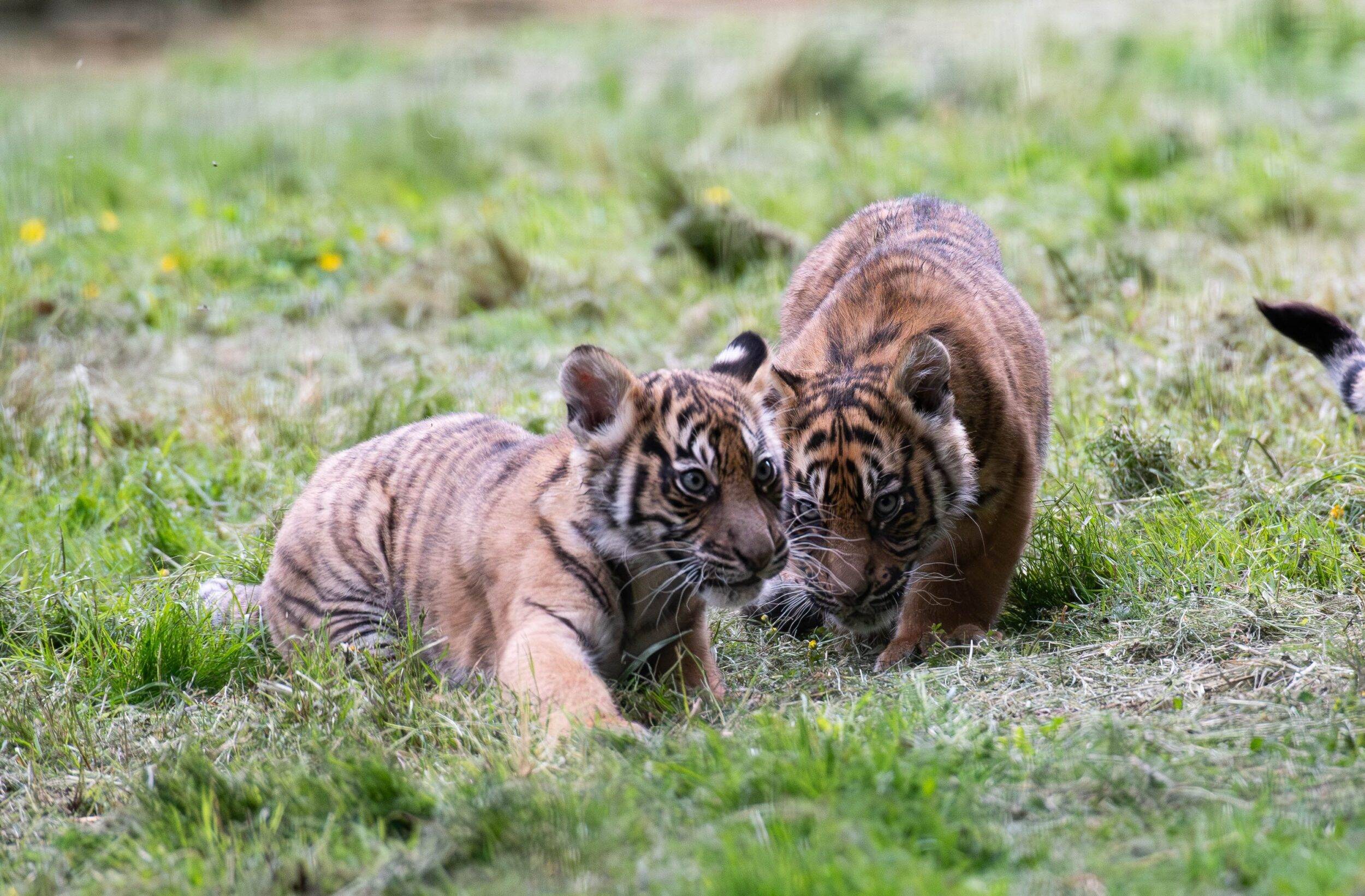 © Séverine Clair - Lumigny Safari Reserve