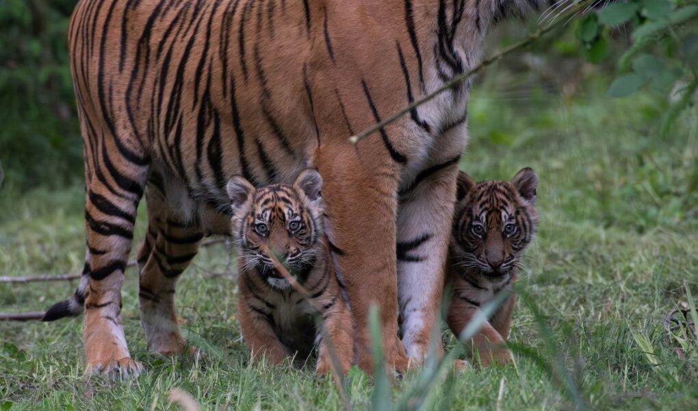 © Séverine Clair - Lumigny Safari Reserve