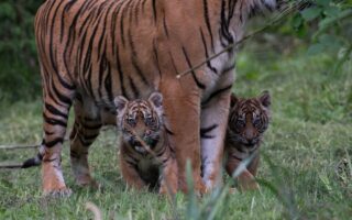 © Séverine Clair - Lumigny Safari Reserve