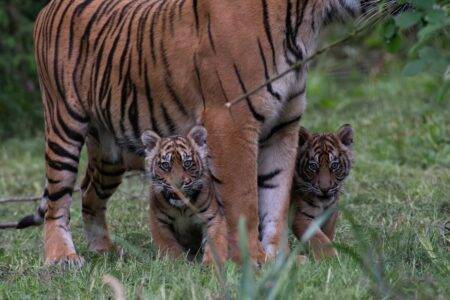 © Séverine Clair - Lumigny Safari Reserve