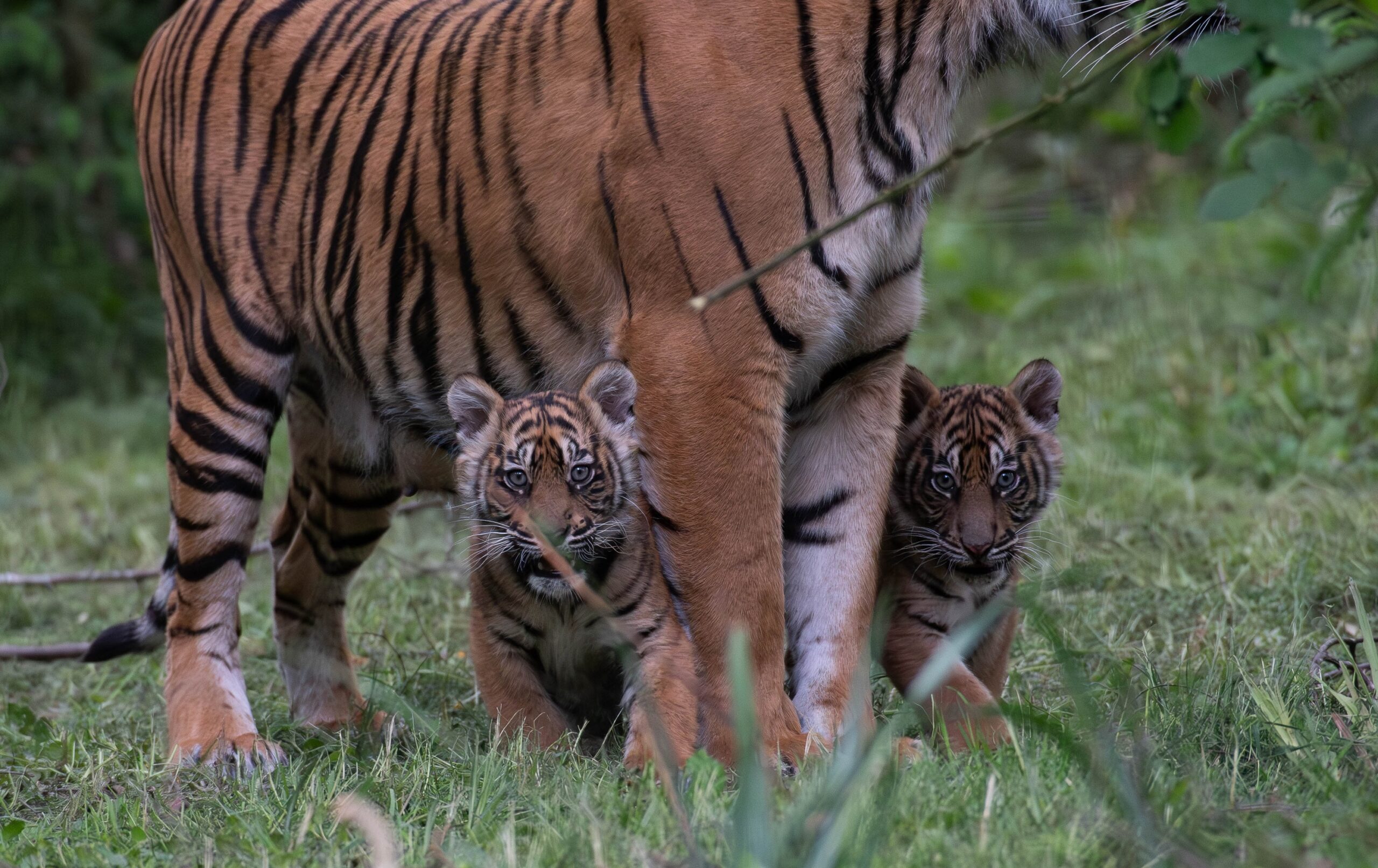 © Séverine Clair - Lumigny Safari Reserve