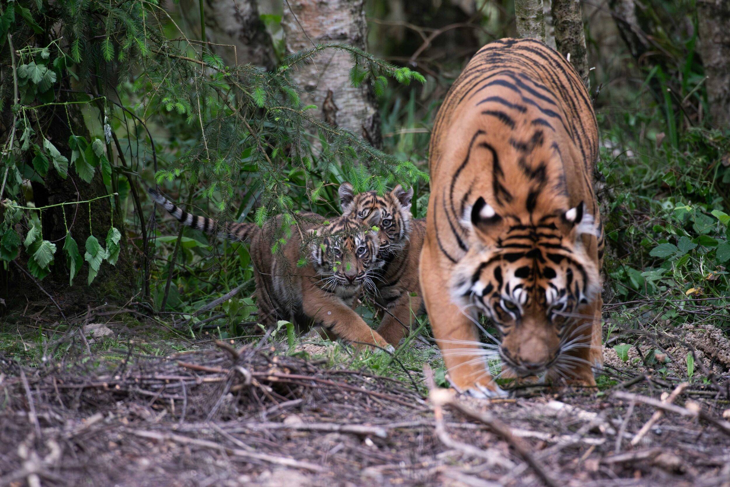 © Séverine Clair - Lumigny Safari Reserve