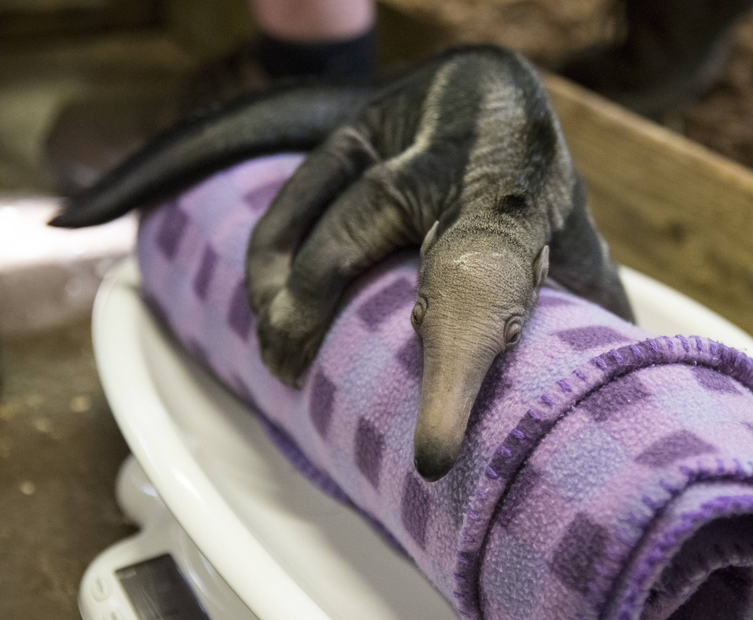 Archive © ZooParc de Beauval