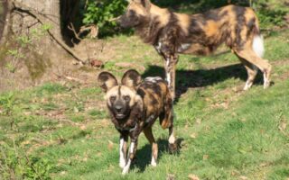 © Safari de Peaugres