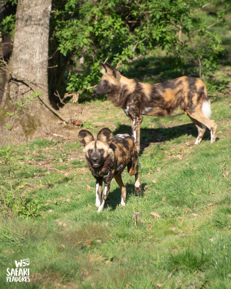 © Safari de Peaugres
