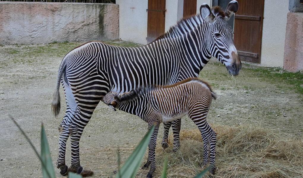 © F. Perroux - Zoo de La Palmyre