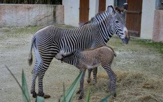 © F. Perroux - Zoo de La Palmyre