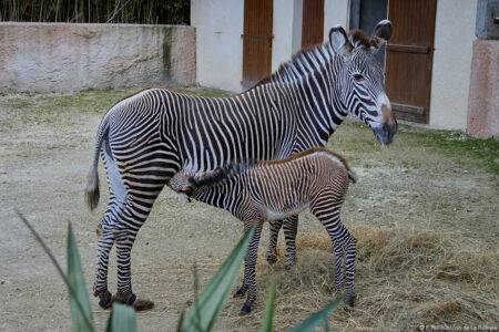© F. Perroux - Zoo de La Palmyre
