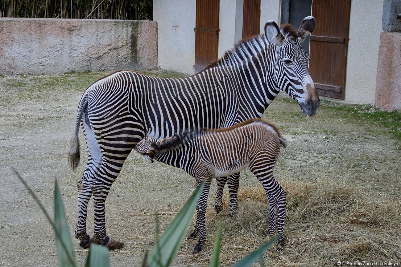 © F. Perroux - Zoo de La Palmyre