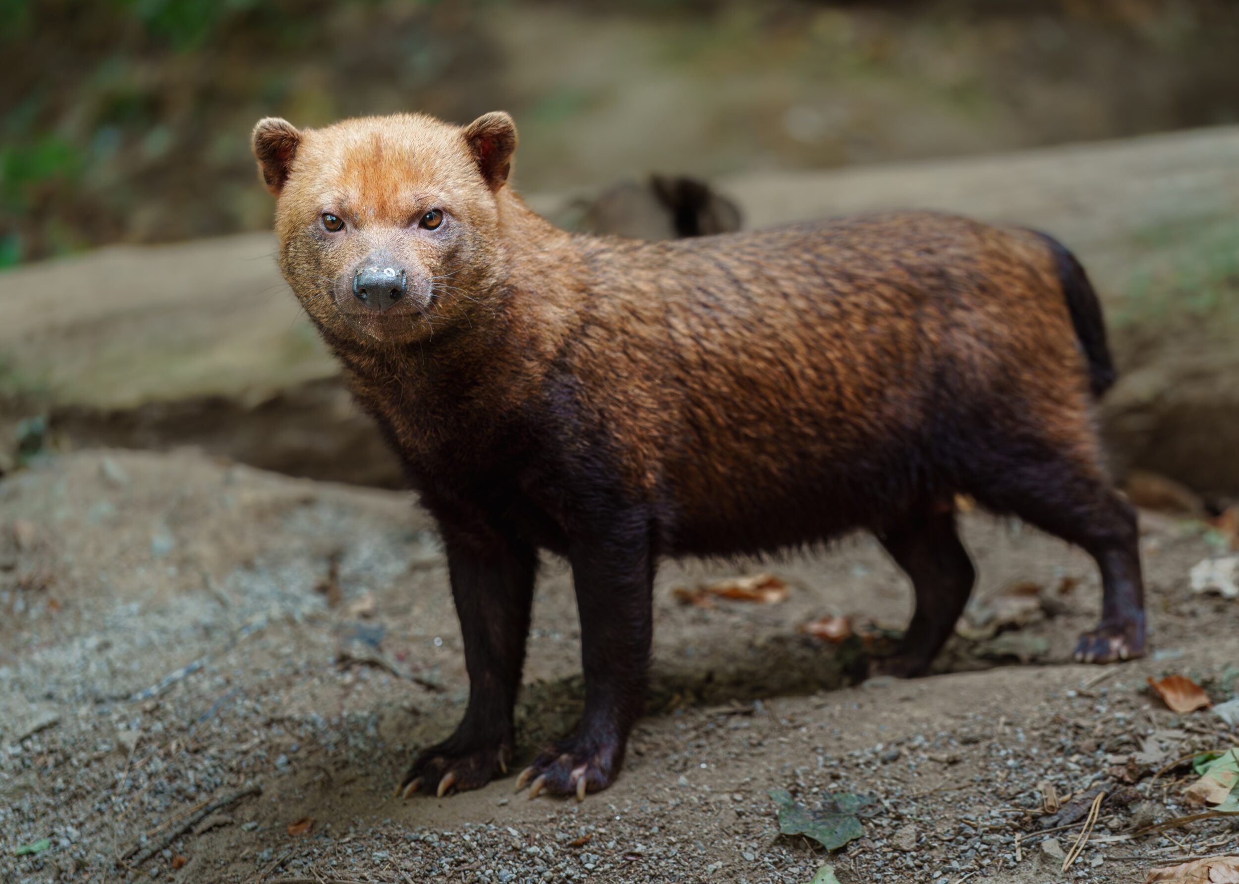 © Zoo de Jurques