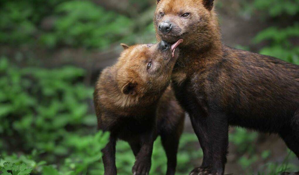 © Zoo de Jurques
