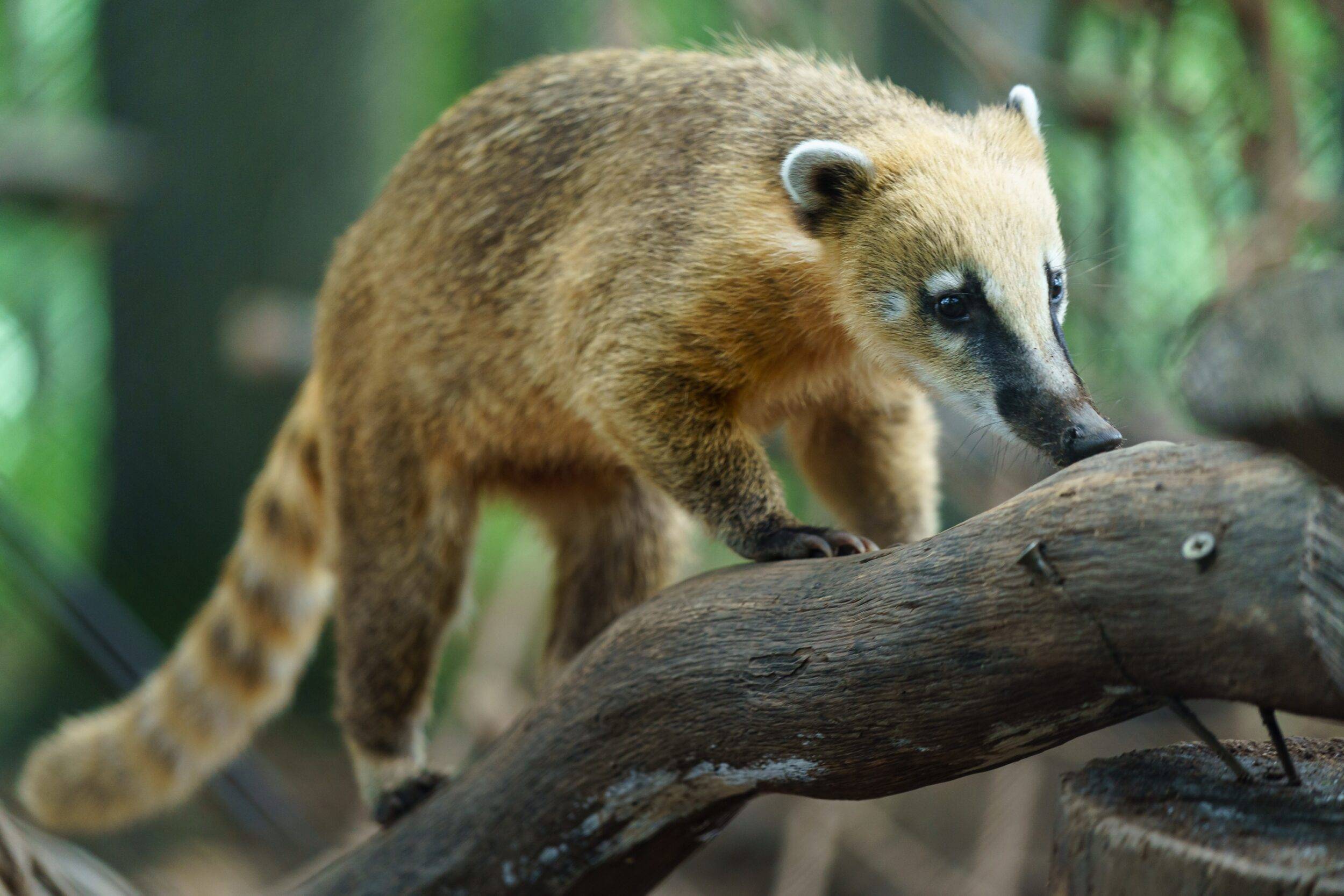 © Zoo de Jurques