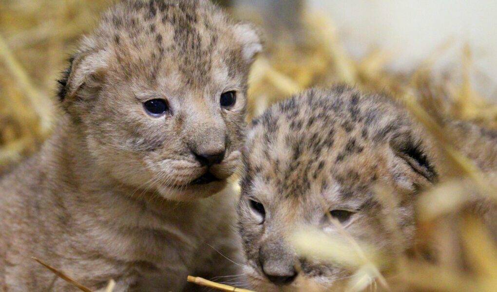 © Parc animalier d'Auvergne