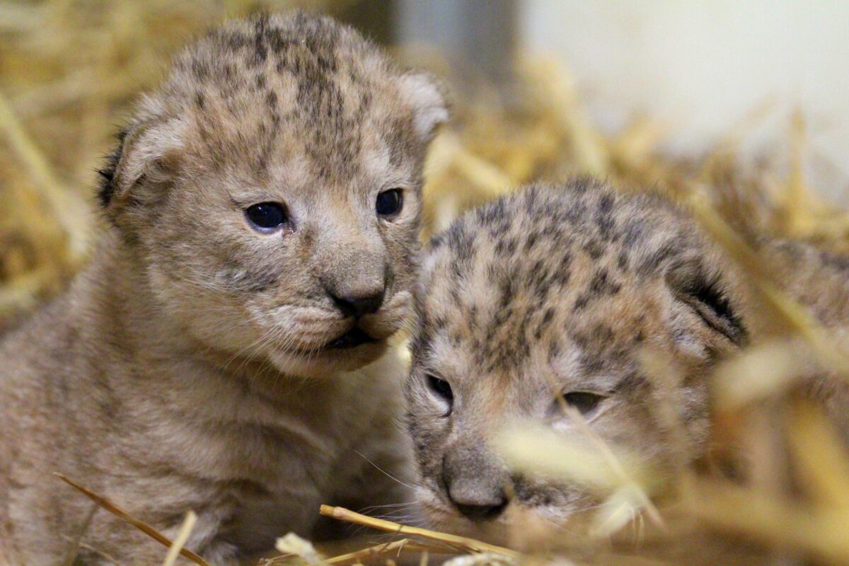 © Parc animalier d'Auvergne