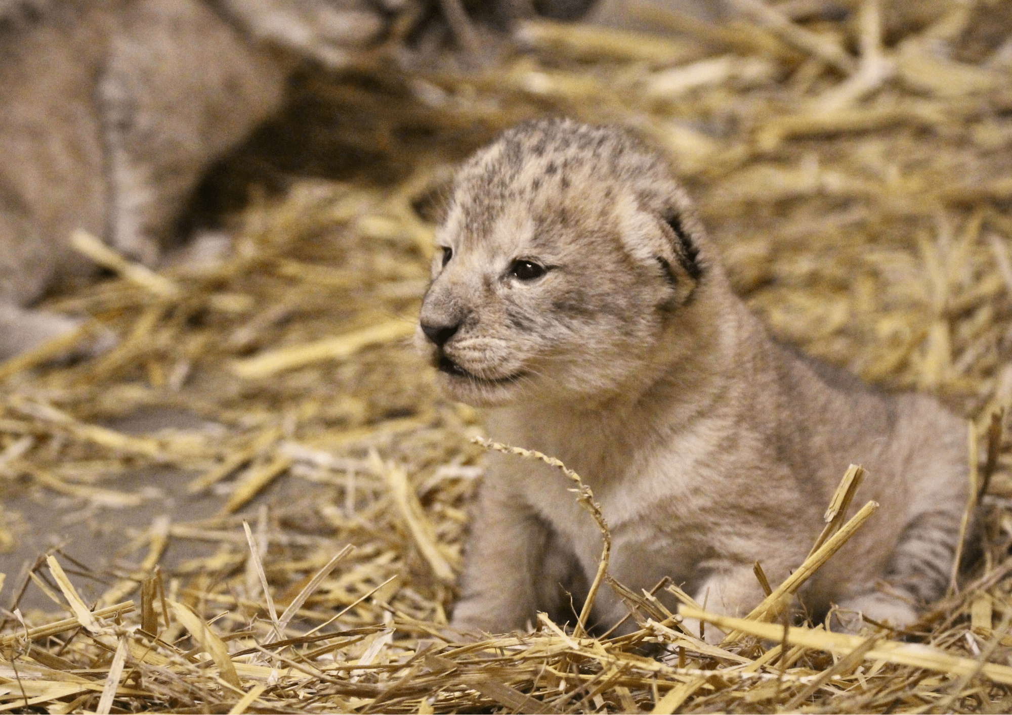 © Parc animalier d'Auvergne