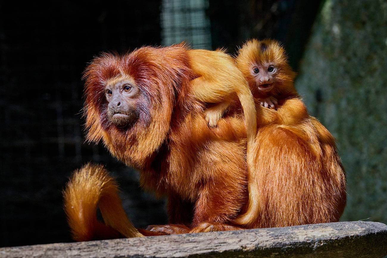 © F. Perroux - Zoo de La Palmyre