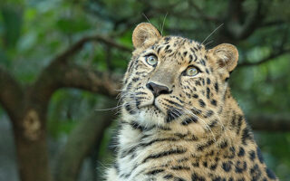 © Parc zoologique et botanique de Mulhouse