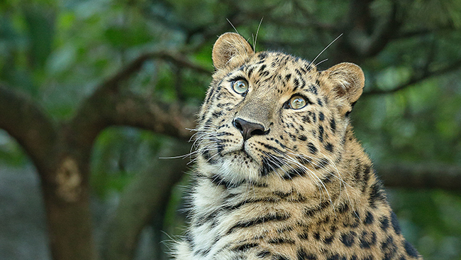 © Parc zoologique et botanique de Mulhouse