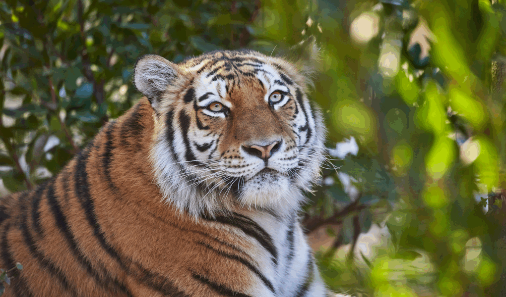 © Zoo de La Palmyre