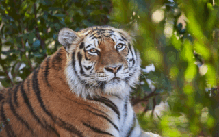 © Zoo de La Palmyre