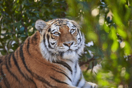 © Zoo de La Palmyre