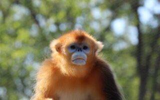 © Victor Lahcen - Nature et Zoo