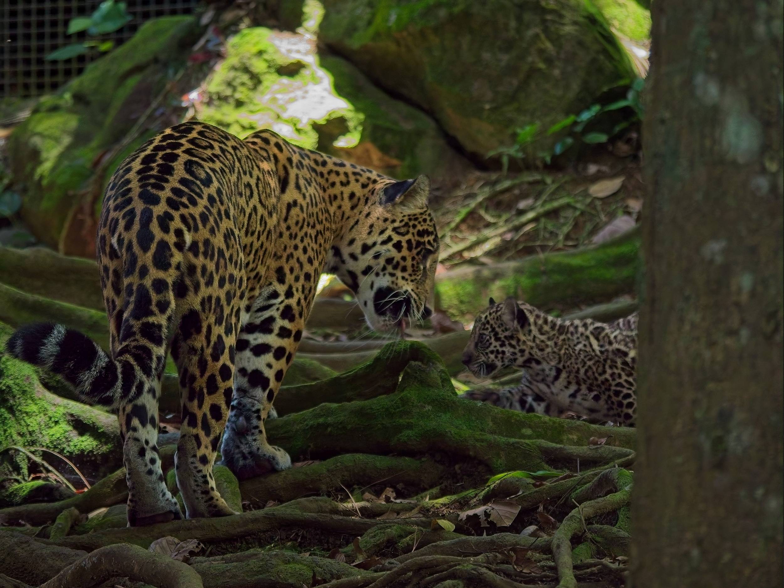 © Zoo de Guadeloupe