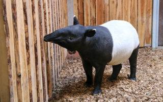 © Zoo de Berlin