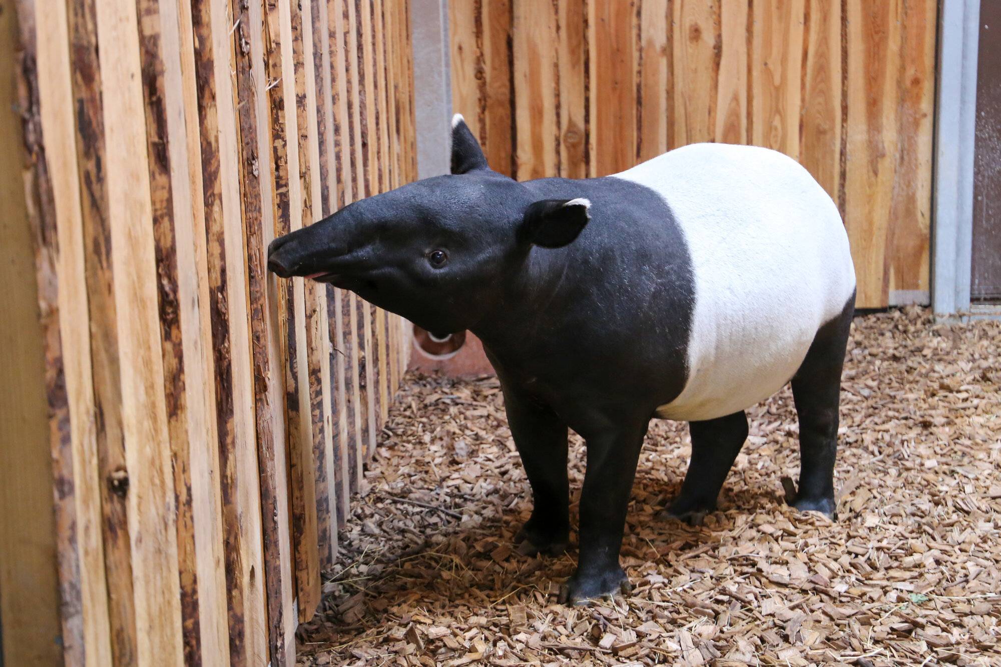 © Zoo de Berlin