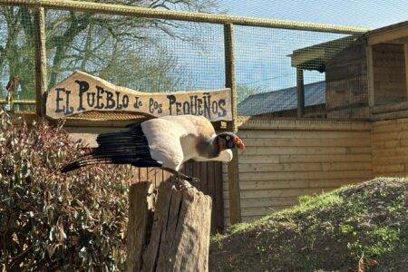 © Les Aigles du Léman