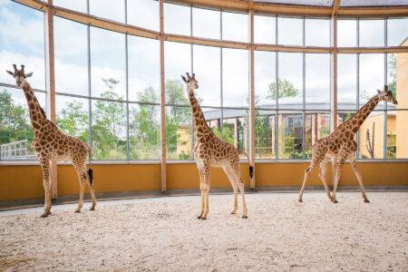 © m2A - Parc zoologique et botanique de Mulhouse