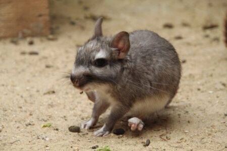 © Victor Lahcen - Nature et Zoo