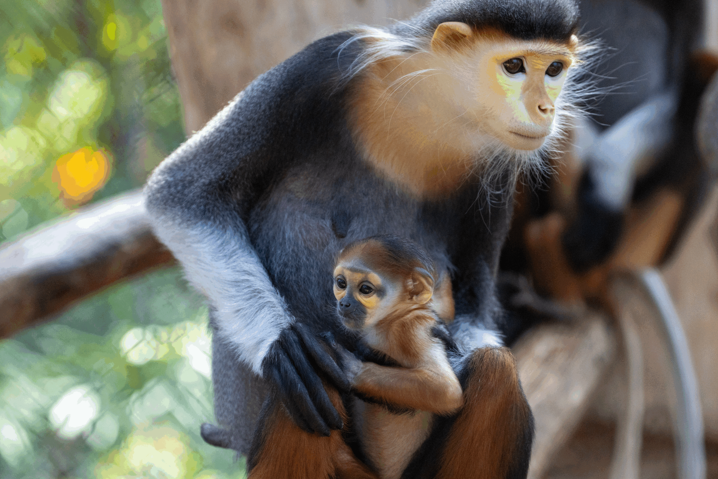 © ZooParc de Beauval