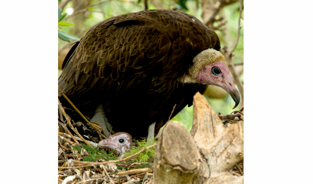 © Réserve Africaine de Sigean