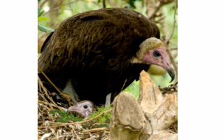 © Réserve Africaine de Sigean