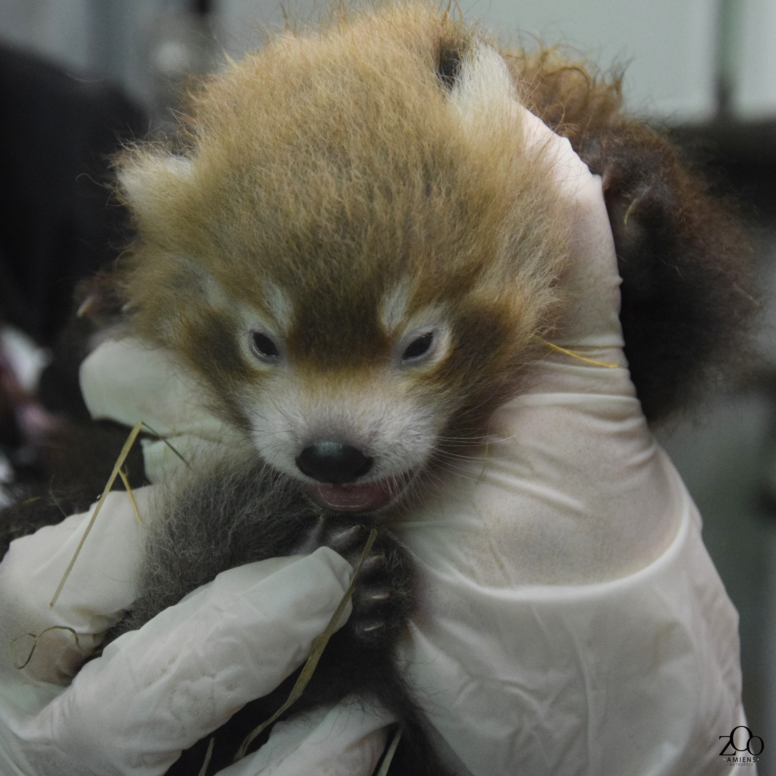 © Zoo d'Amiens Métropole