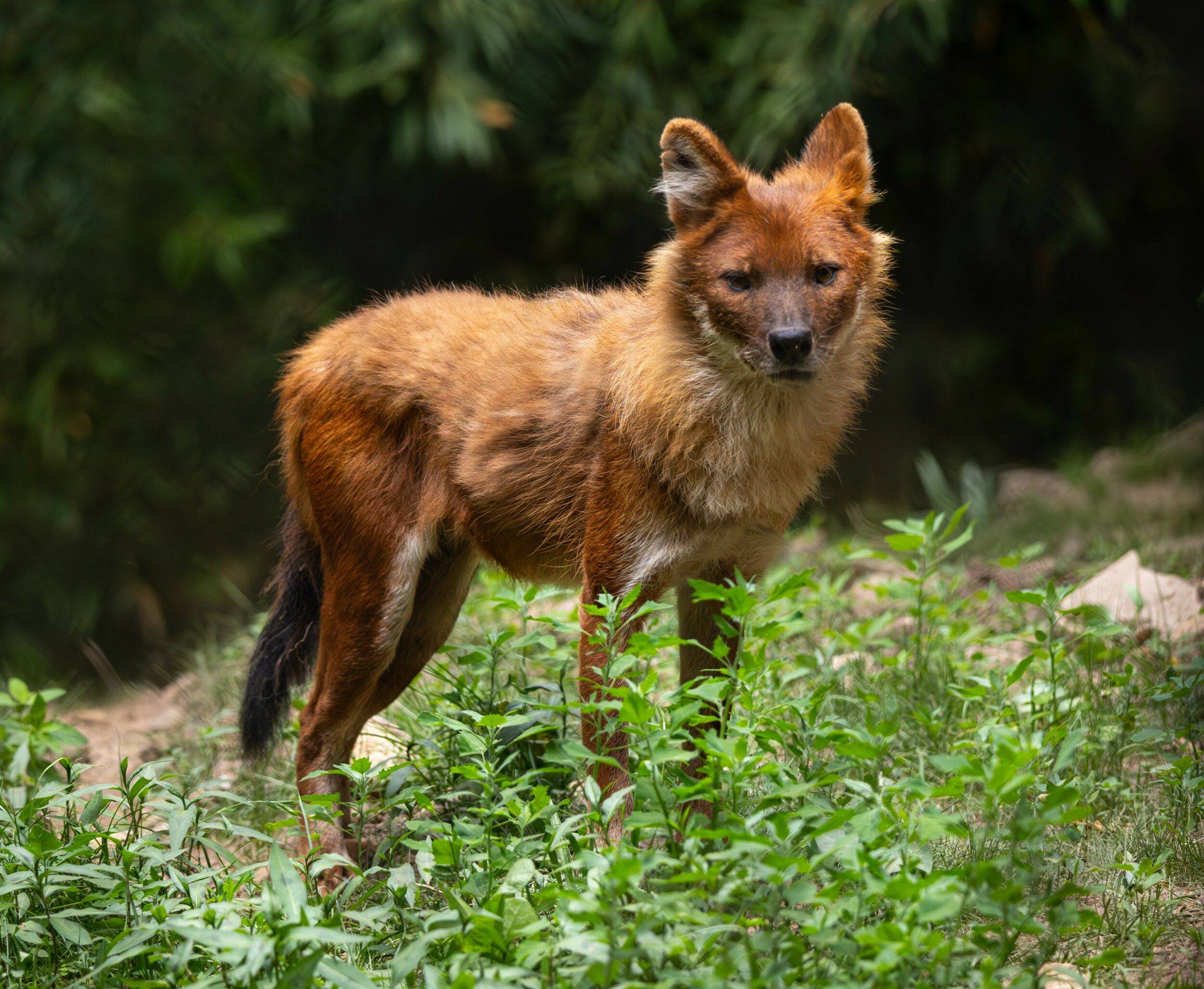 © Martine G. - Les Terres de Nataé