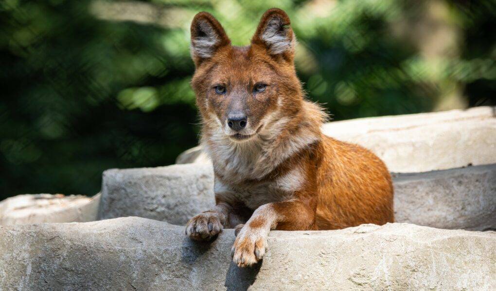 © Martine G. - Les Terres de Nataé