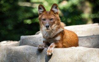 © Martine G. - Les Terres de Nataé