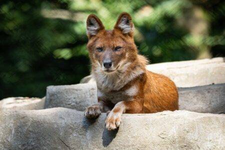 © Martine G. - Les Terres de Nataé