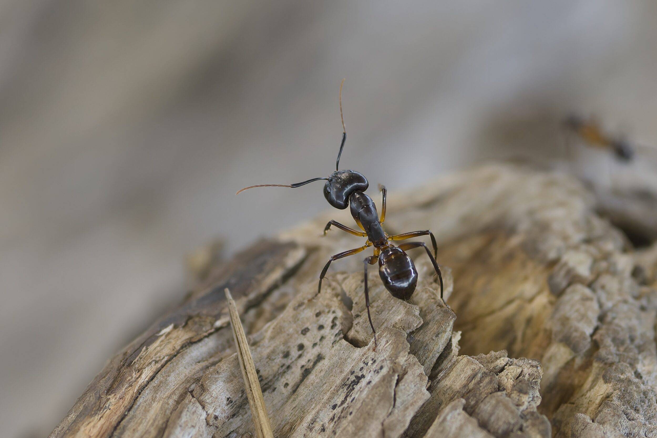 © Loulou Photos Nature - Les Terres de Nataé