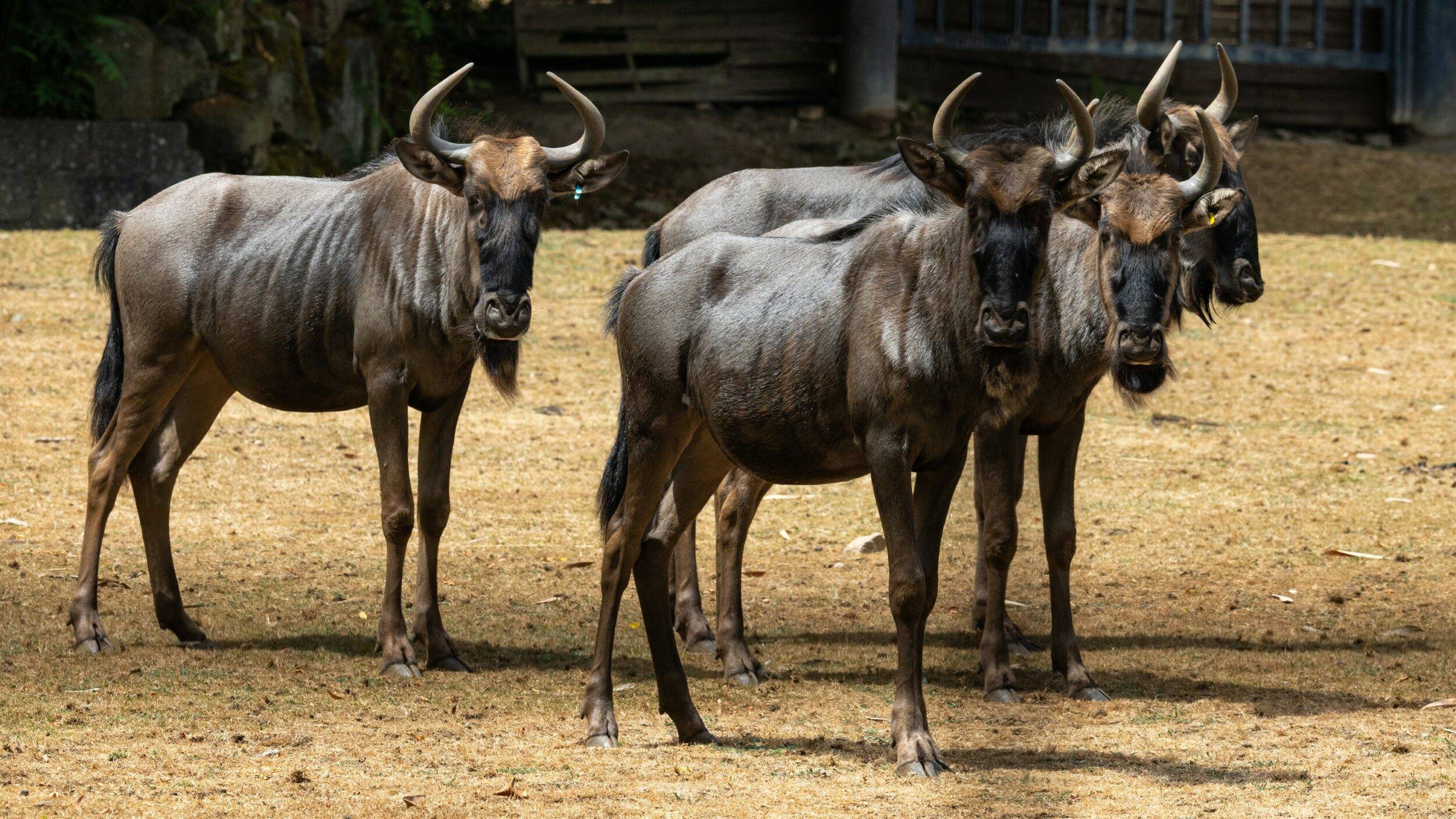 © Martine G. - Les Terres de Nataé