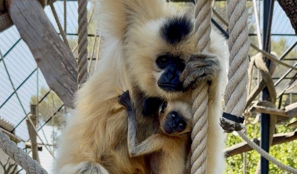 © Parc animalier de La Barben