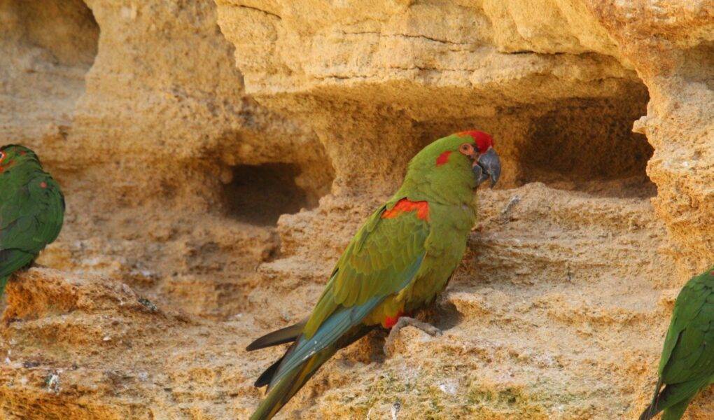 © Victor Lahcen - Nature et Zoo