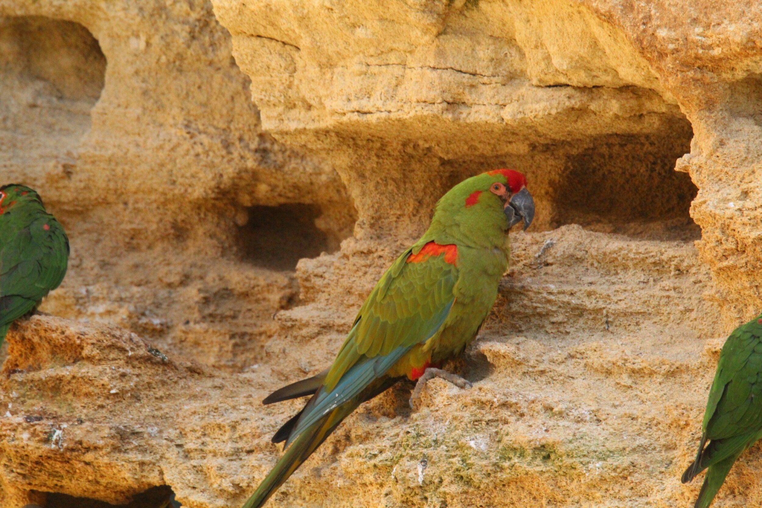 © Victor Lahcen - Nature et Zoo