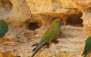 © Victor Lahcen - Nature et Zoo