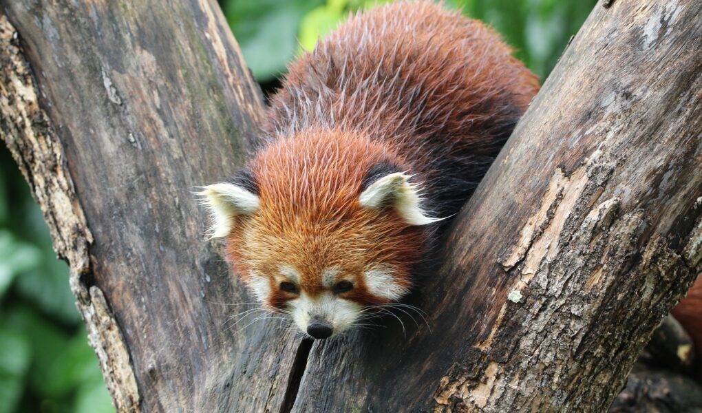 © Victor Lahcen - Nature et Zoo